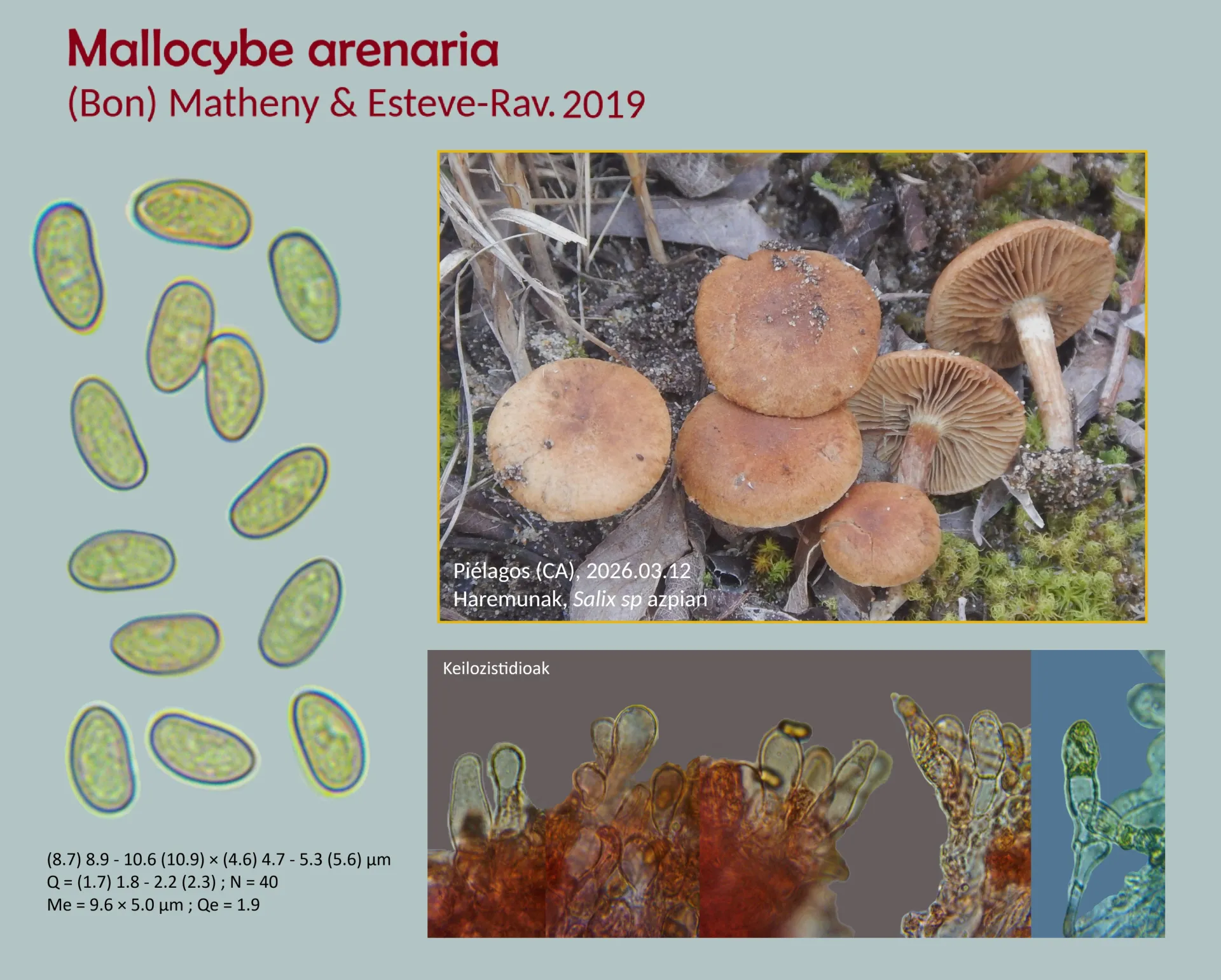 Microscopía de Mallocybe arenaria